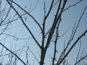 IMG_0344