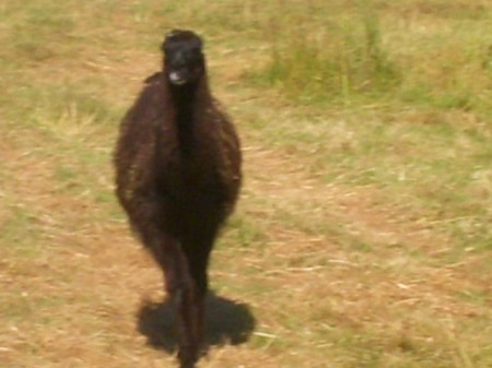 Snmek 348