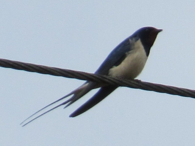 Snmek 772