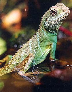 agamaZOO