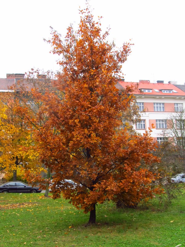 Snmek32323h 004