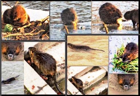 nutrie
