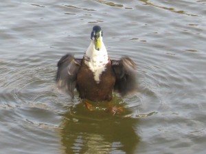 IMG_8452