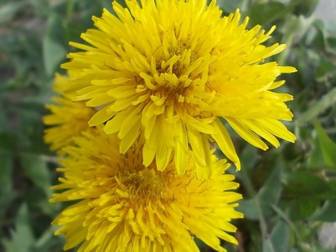 RSCN0500