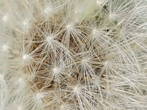 RSCN0525