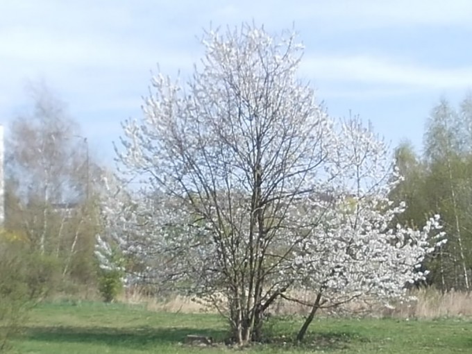 RSCN0530